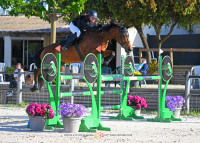 Vente de cheval : Honey moon du Flibre